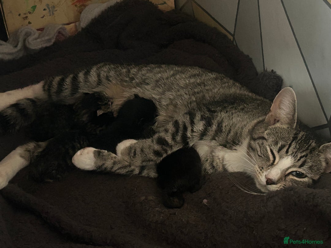 Domestic Shorthair cats for sale: Domestic shorthair - Image 2