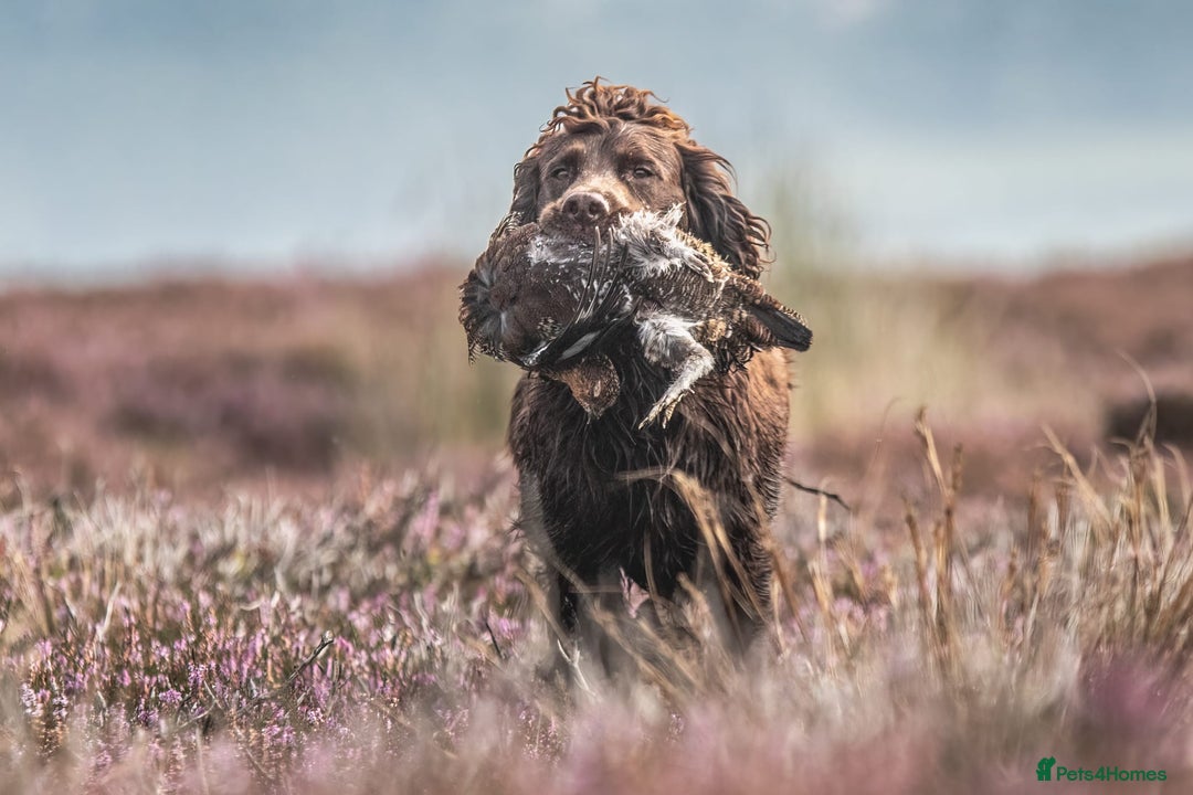 Cocker Spaniel dogs for stud: Working cocker spaniel for stud in Bedale - Image 7