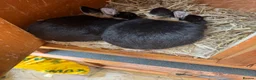 Netherland Dwarf rabbits for sale: Netherland dwarf adults Bucks for sale  - Advert 6