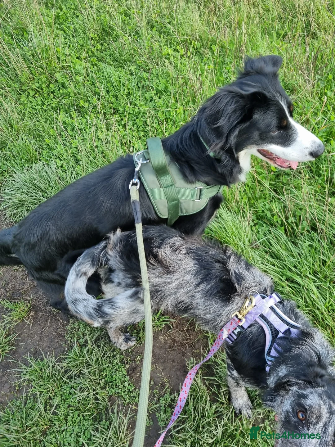 Mixed Breed dogs for sale: Rottweiler cross collie - Advert 2