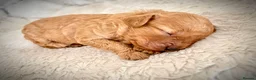 Cockapoo dogs for sale: 🐶✨ 8 Beautiful FB1 Cockapoo Puppies ✨🐶  - Advert 26