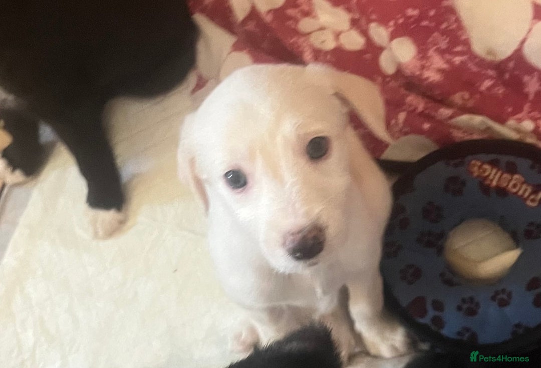 Lurcher dogs for sale: White Lurchers  - Image 2