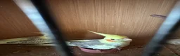 Cockatiels birds for sale: 2 pair cockatiels for sale £200 a pair  - Advert 4