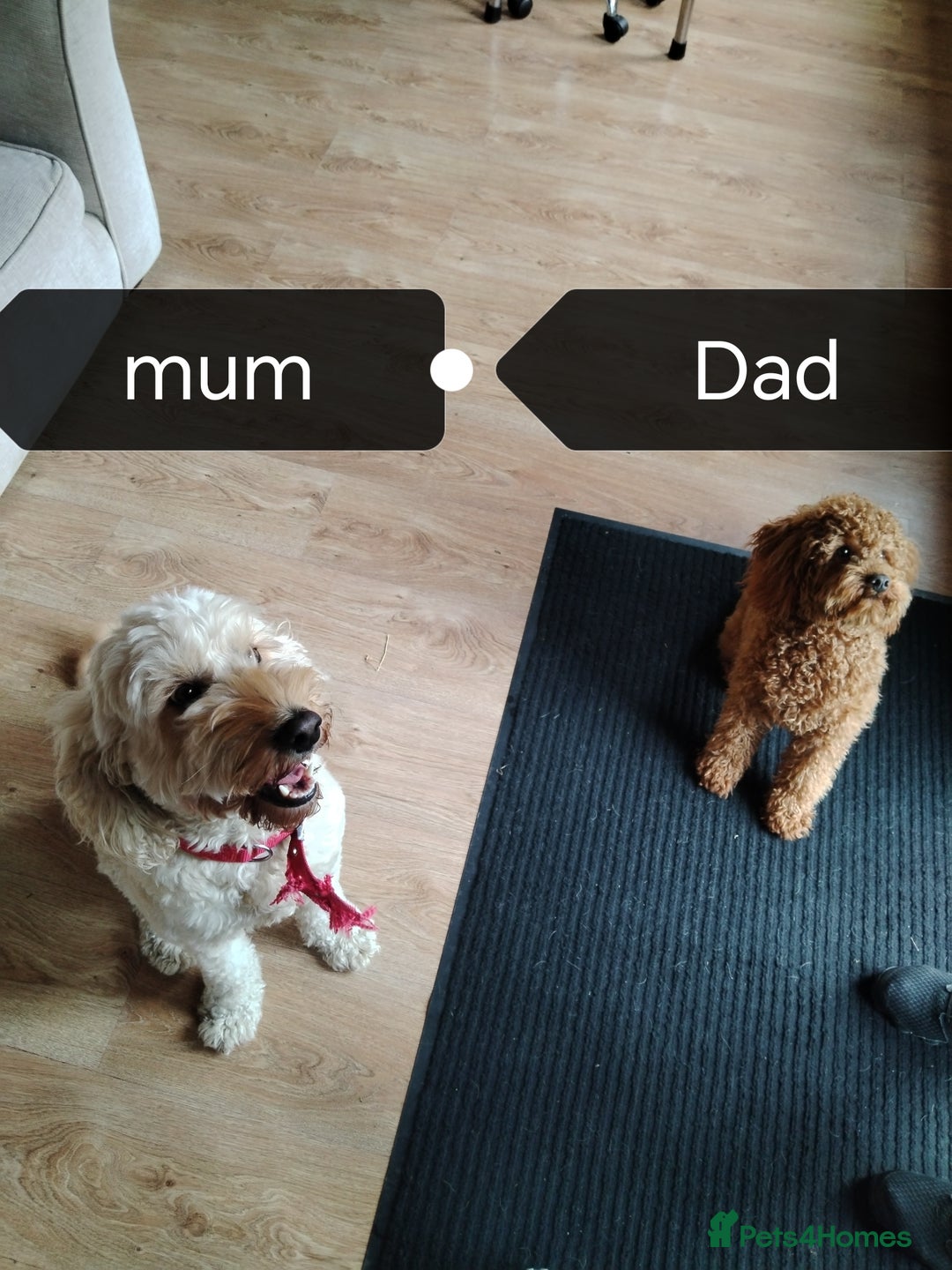 Cockapoo dogs for sale: F1B Cockapoo - Image 11