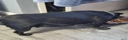 Staffordshire Bull Terrier dogs for sale: Staffordshire bull terrier pups in Leeds - Advert 1