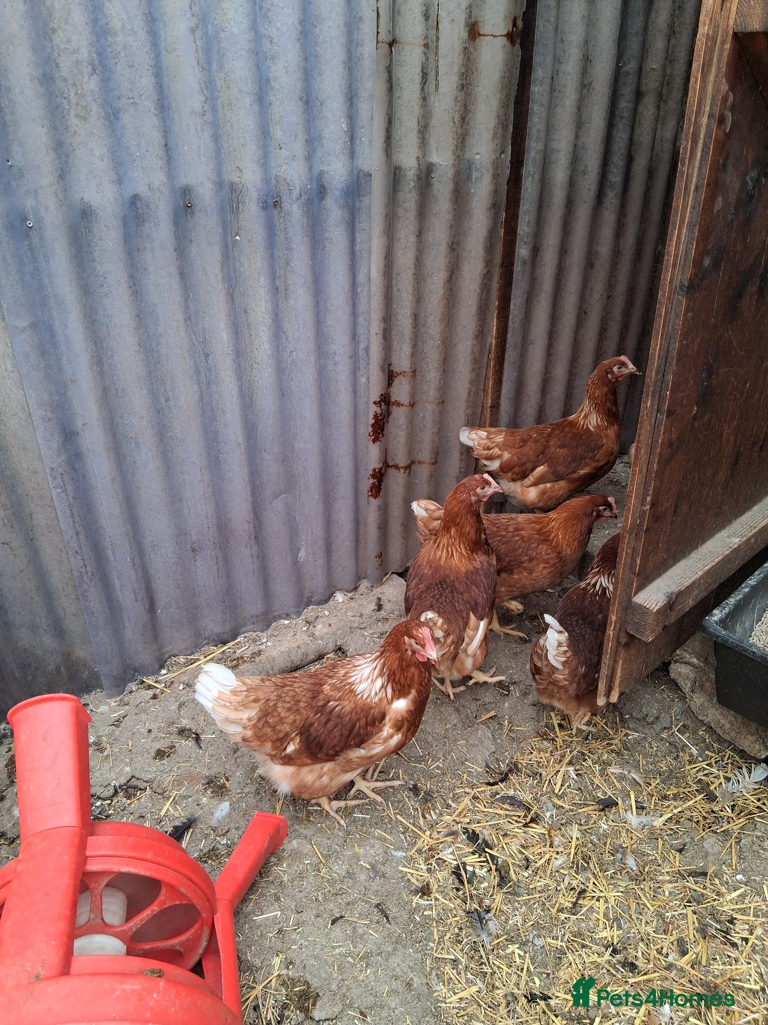 Chickens poultry Brown Warren's pullets  - Advert 2