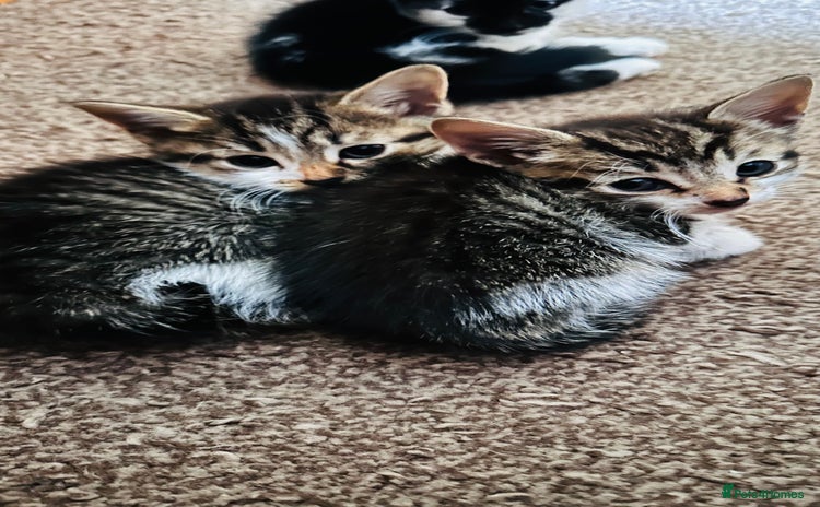 Mixed Breed cats - Advert 12
