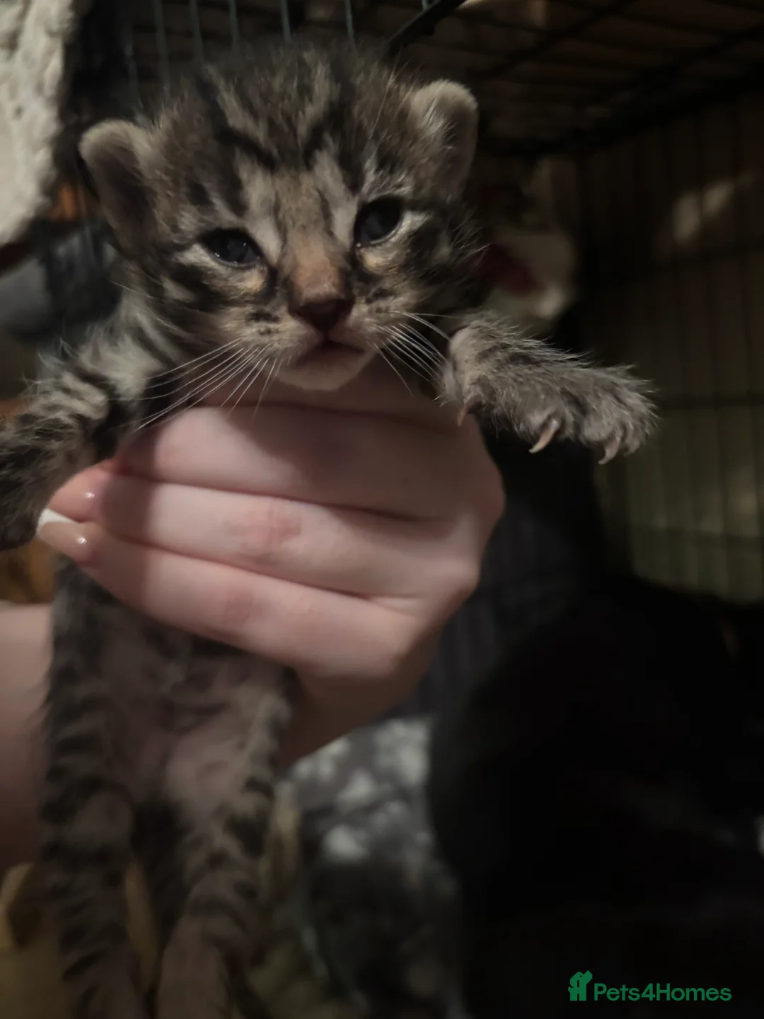 Mixed Breed cats for sale: mixed breed kittens for sale  - Advert 2