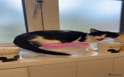 Mixed Breed cats for sale: Sprinkle (FREE) - Image 2