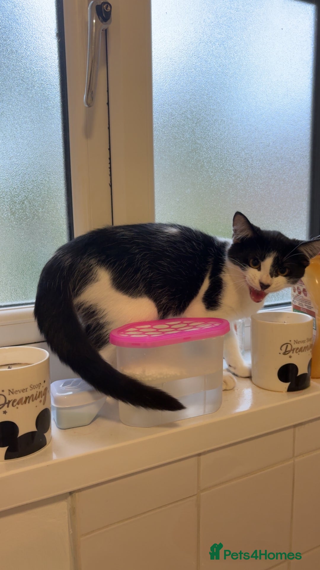 Mixed Breed cats for sale: Sprinkle (FREE) - Image 2