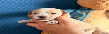 Maltipoo 3