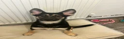 German Shepherd dogs for sale: German Shepherd Pup - Advert 1