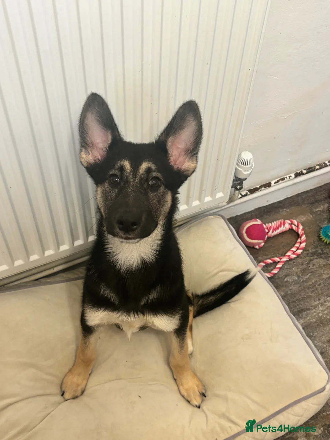 German Shepherd dogs for sale: German Shepherd Pup - Advert 1