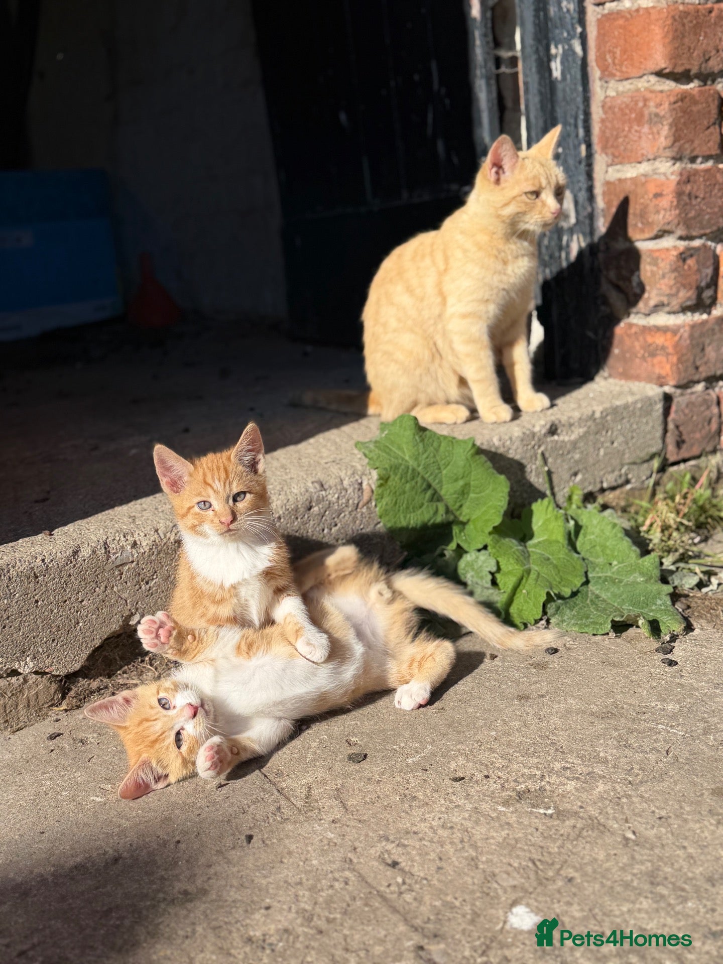 Mixed Breed cats Two boy ginger kittens  - Advert 1