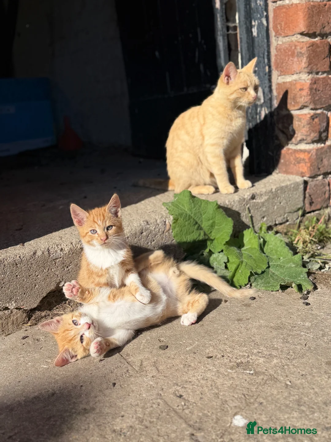 Mixed Breed cats for sale: Two boy ginger kittens  - Advert 1