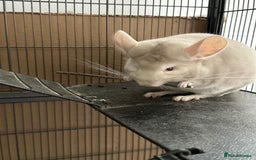 Chinchilla rodents for sale: 2 Male Brothers To Stay Together 8 Months Old - Advert 5