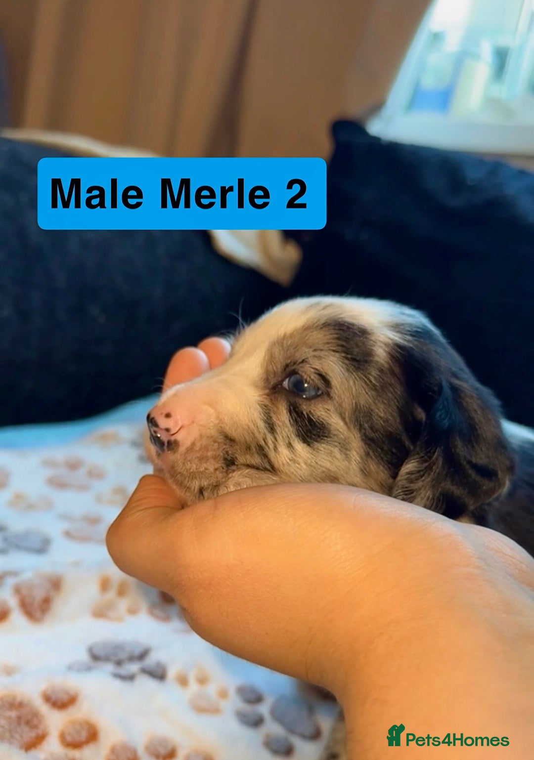 Mixed Breed dogs for sale: BLUE EYED RARE Genetic Merle Sprollies - Advert 3