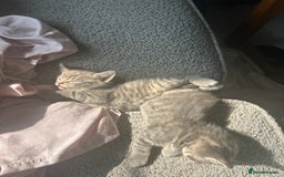 Sphynx cats for sale: House cat x sphinx kittens - Image 8