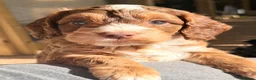 Cockapoo dogs for sale: F3 cockerpoos - Advert 12