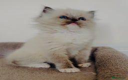 Ragdoll cats for sale: Full Pedigree beautiful Ragdoll kittens - Image 10
