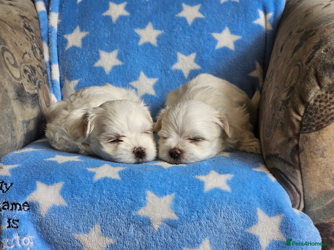Maltese dogs for sale: KC Korean Maltese Terrier Puppies - Image 2