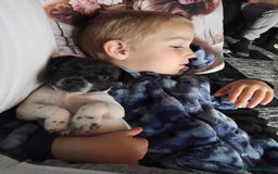 Jack Russell dogs for sale: Jack rusell - Image 8
