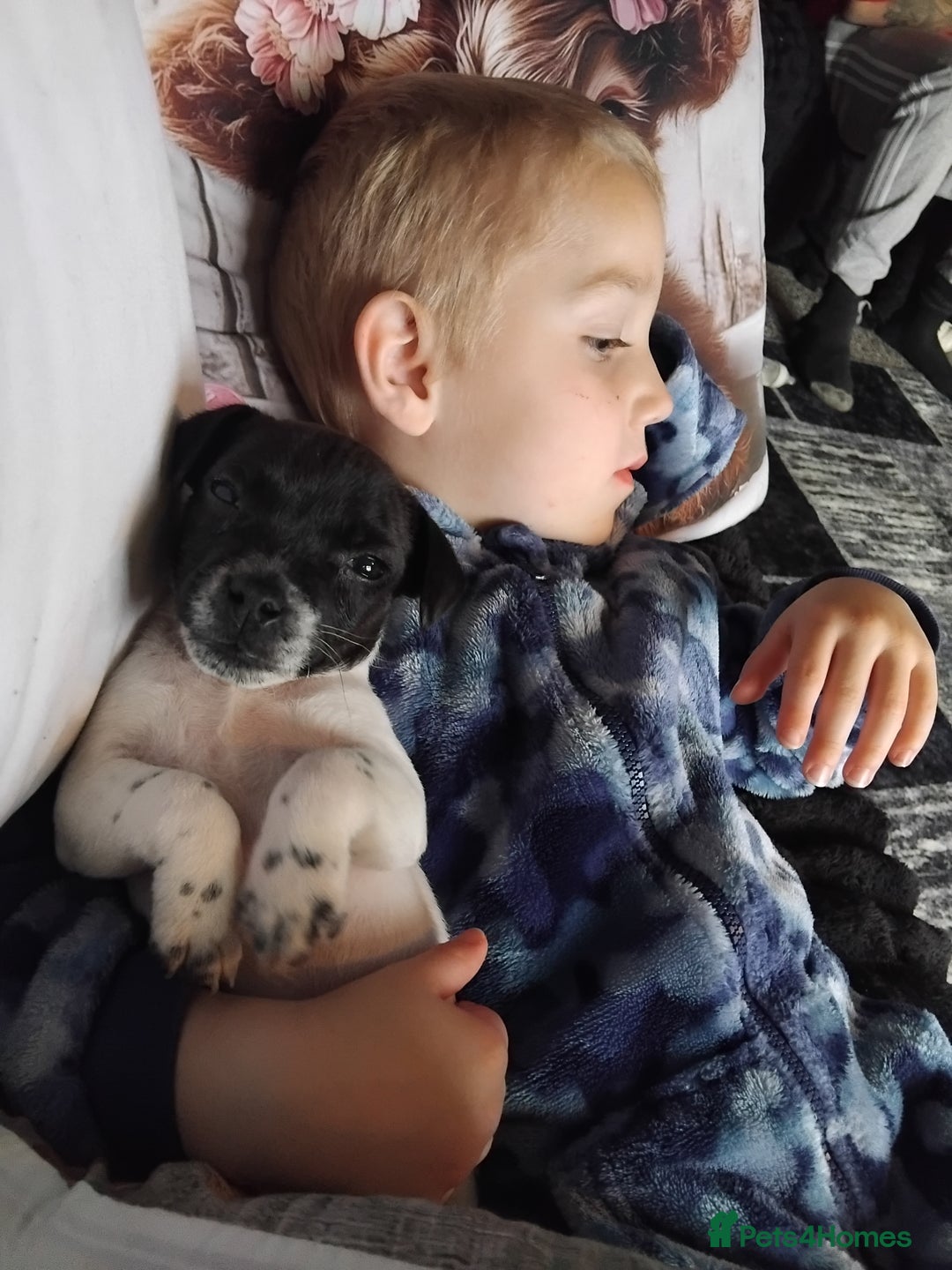 Jack Russell dogs for sale: Jack rusell - Image 8
