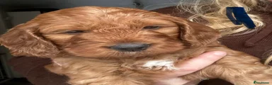 Irish Doodle Puppy 3