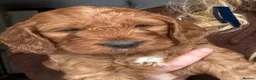 Irish Doodle dogs for sale: F1 miniature Irish doodles - Advert 25