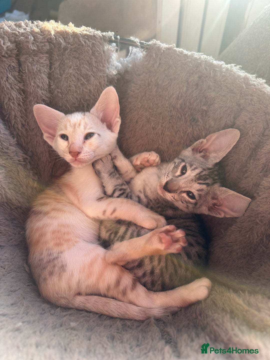 Mixed Breed cats for sale: Crossed Between Oriental short hair & White Bengal - Advert 1