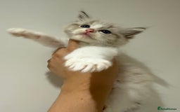 Ragdoll cats for sale: Beautiful Ragdoll kitten  - Image 14