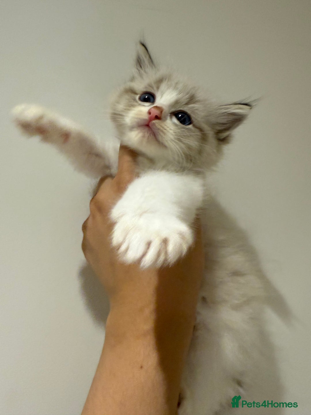 Ragdoll cats for sale: Beautiful Ragdoll kitten  - Image 14