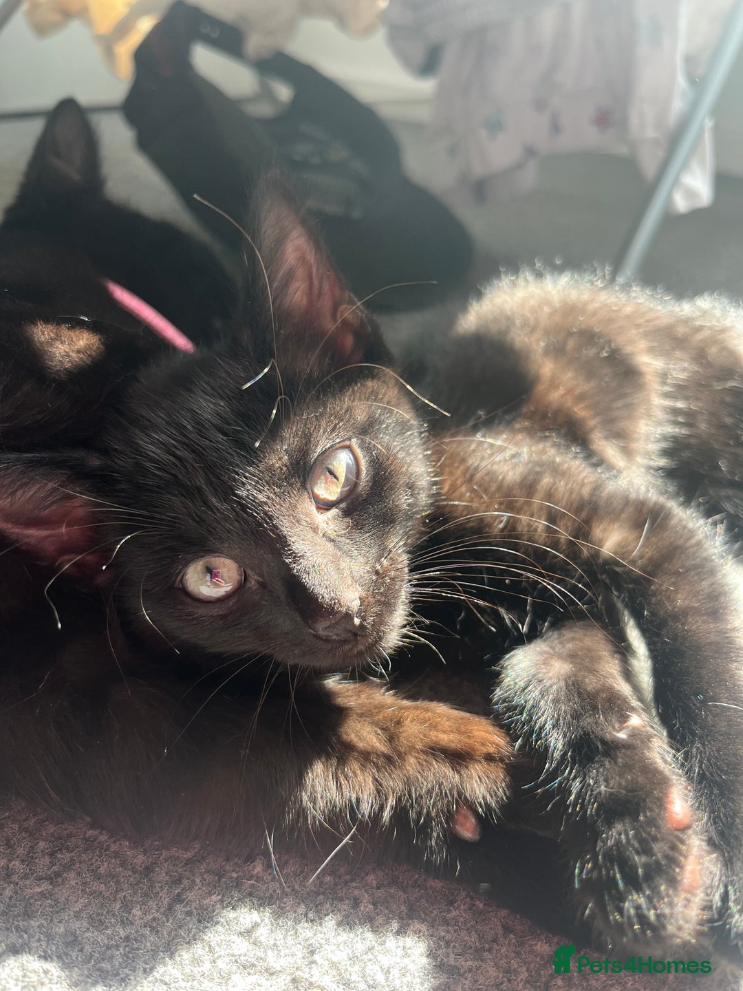 Mixed Breed cats for sale: Beautiful kittens for sale  - Image 3