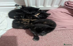 Mixed Breed cats for sale: Kittens for sale - Image 3