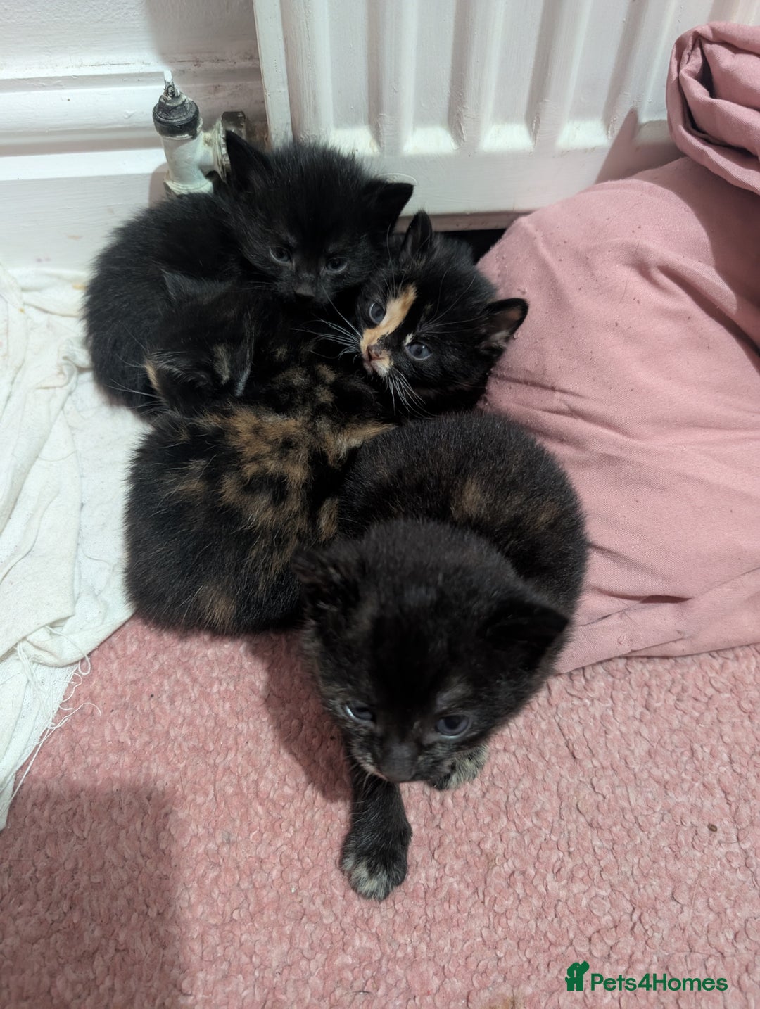 Mixed Breed cats for sale: Kittens for sale - Image 3