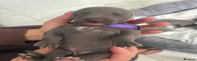 Whippet 8