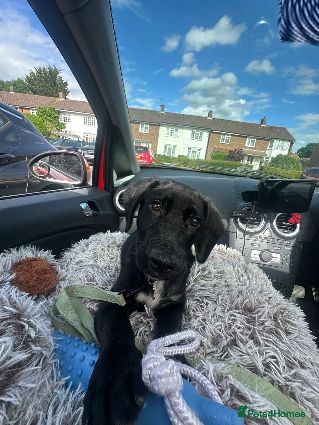 Mixed Breed dogs for sale: Bailey 12 weeks old  - Advert 2