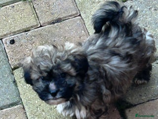 Havanese dogs Three beautiful Havanese - Advert 2