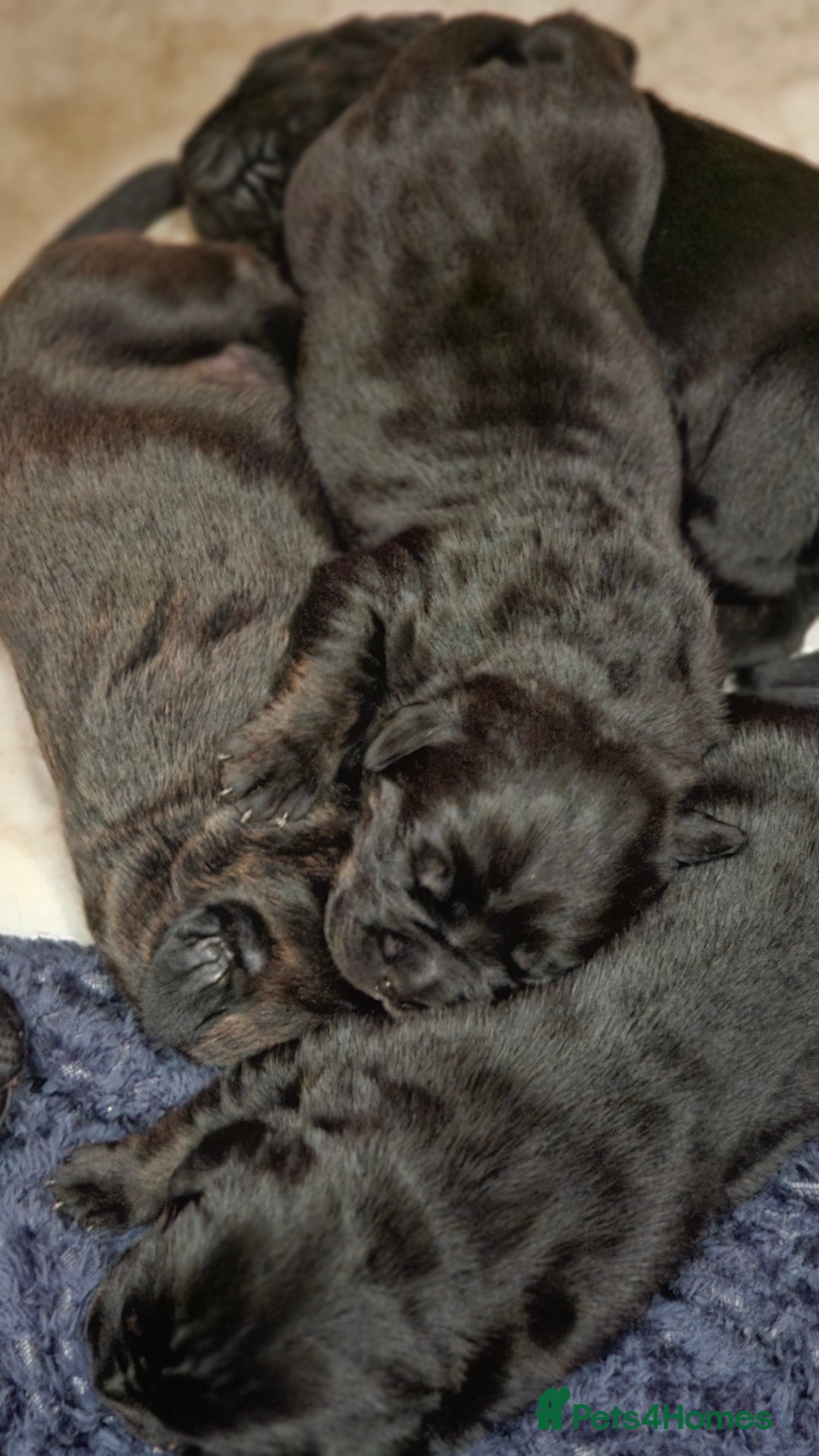 Mixed Breed dogs for sale: CaneWeiler Pupps - Advert 8