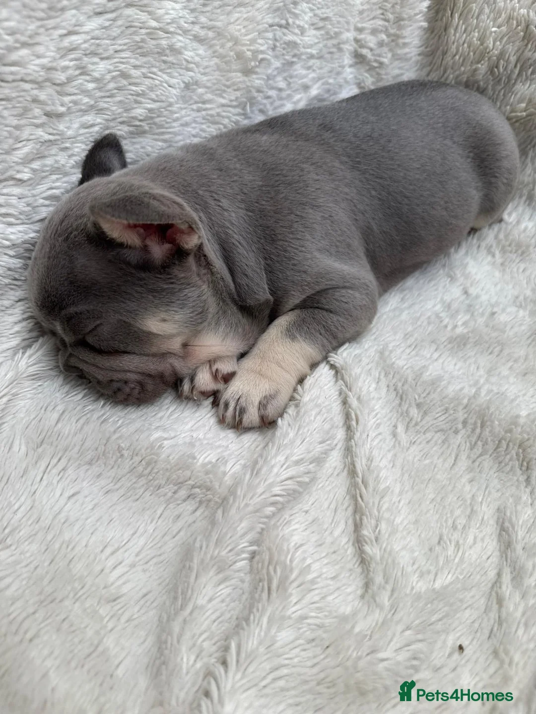 French Bulldog dogs for sale: Quality French Bulldog Lilac & Tan Puppies - Advert 14