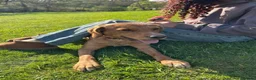 Labrador Retriever dogs for sale: Milo red fox lab  - Advert 5