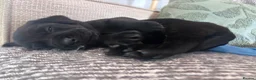 Labrador Retriever dogs for sale: Labrador Retriever KC puppies - Advert 13