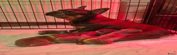 French Bulldog dogs for sale: French bulldog pups in Ballymena - Advert 14