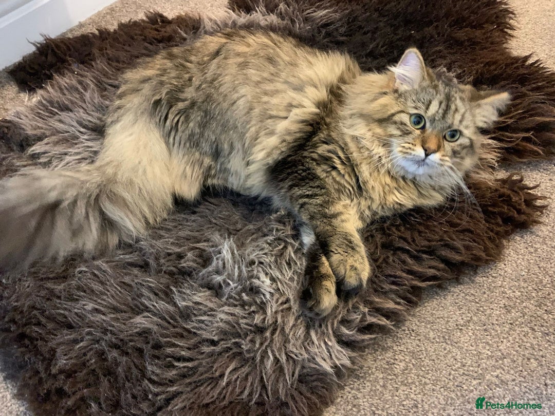 Mixed Breed cats for sale: Mixed breed kitten, one boy left  - Advert 9