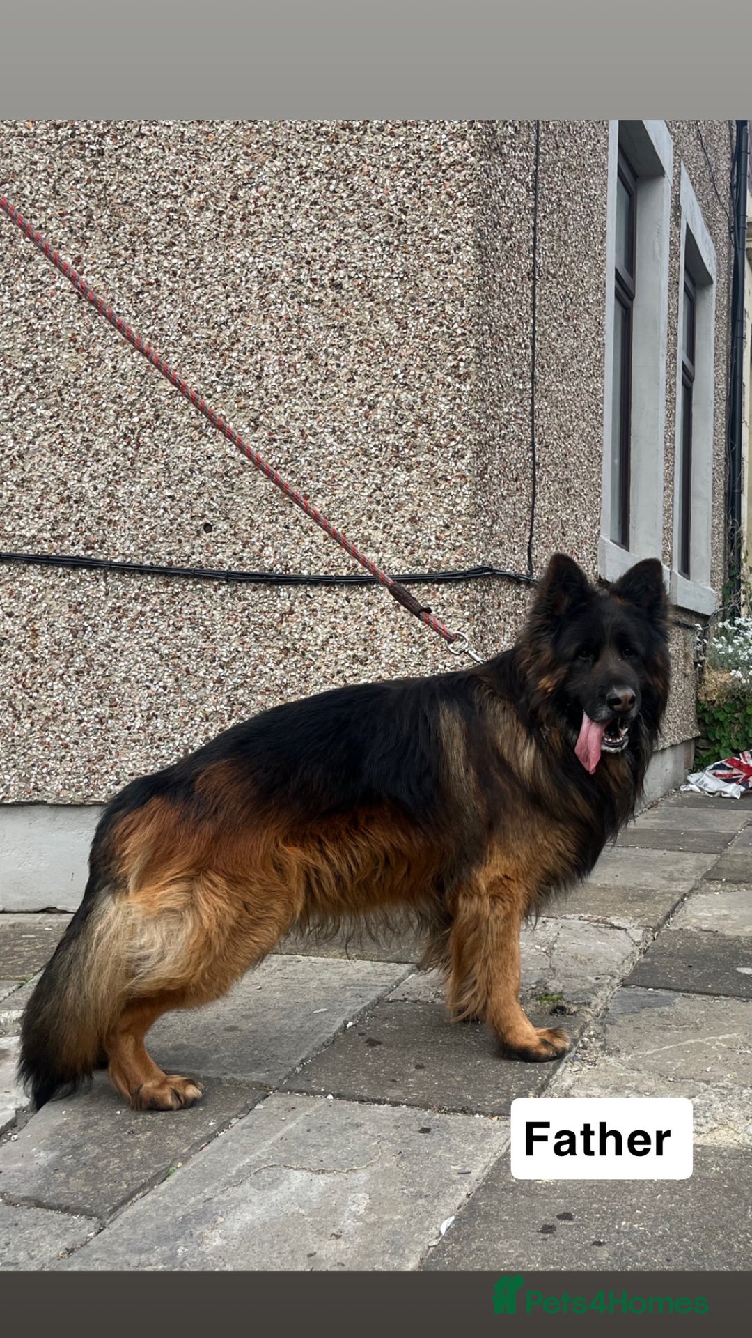 German Shepherd dogs for sale: 3 Beautiful German Shepherd puppies  - Advert 4