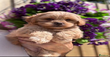 Shihpoo dogs - Advert 1
