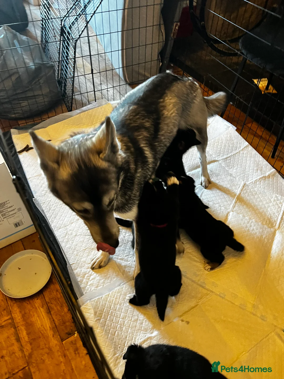 Mixed Breed dogs for sale: Bernese X Huskydor Pups - Advert 10