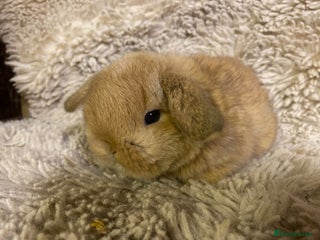 Mini Lop rabbits - Advert 30