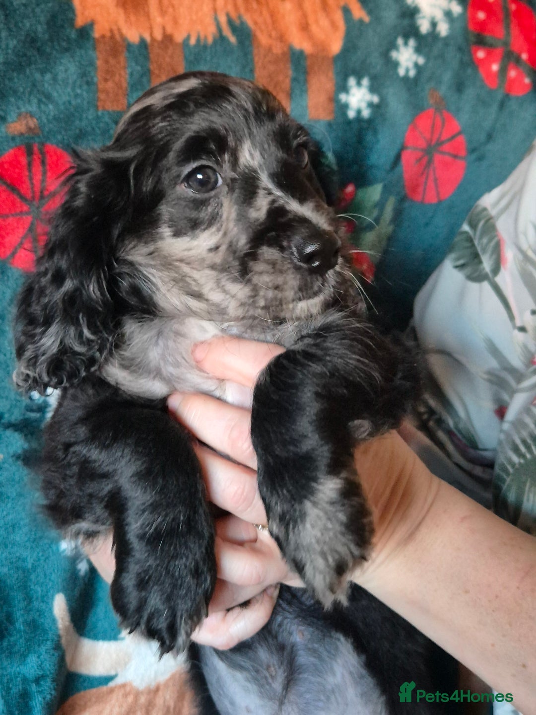 Mixed Breed dogs for sale: Dashalier puppies  - Advert 8