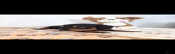 Doxiepoo dogs for sale: Stunning F1 doxipoo puppies  - Advert 22